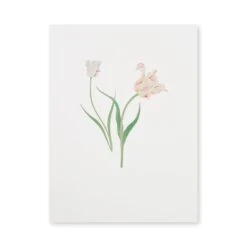 Tulips Print 9 Tulips Print -Sophie Allport SS24 12X16P11501 CUTOUT