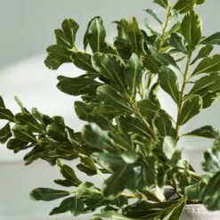 Faux Pittosporum Leaves - Green -Sophie Allport SS24 ABY1207GR DETAIL