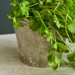 Aged Stone Terracotta Pot 14 Aged Stone Terracotta Pot -Sophie Allport SS24 Y1007 DETAIL SQUARE