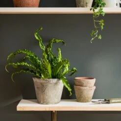 Aged Stone Terracotta Pot 15 Aged Stone Terracotta Pot -Sophie Allport SS24 Y1009 SQUARE