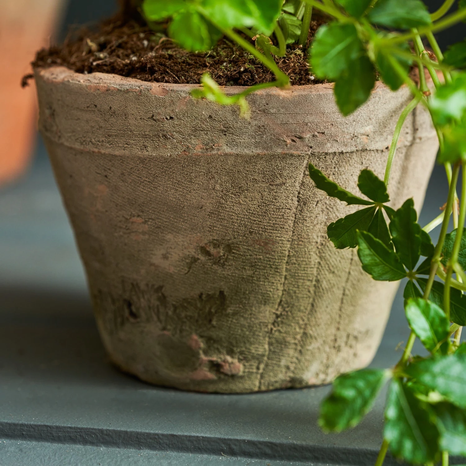 Aged Terracotta Pot 4 Aged Terracotta Pot - Image 2