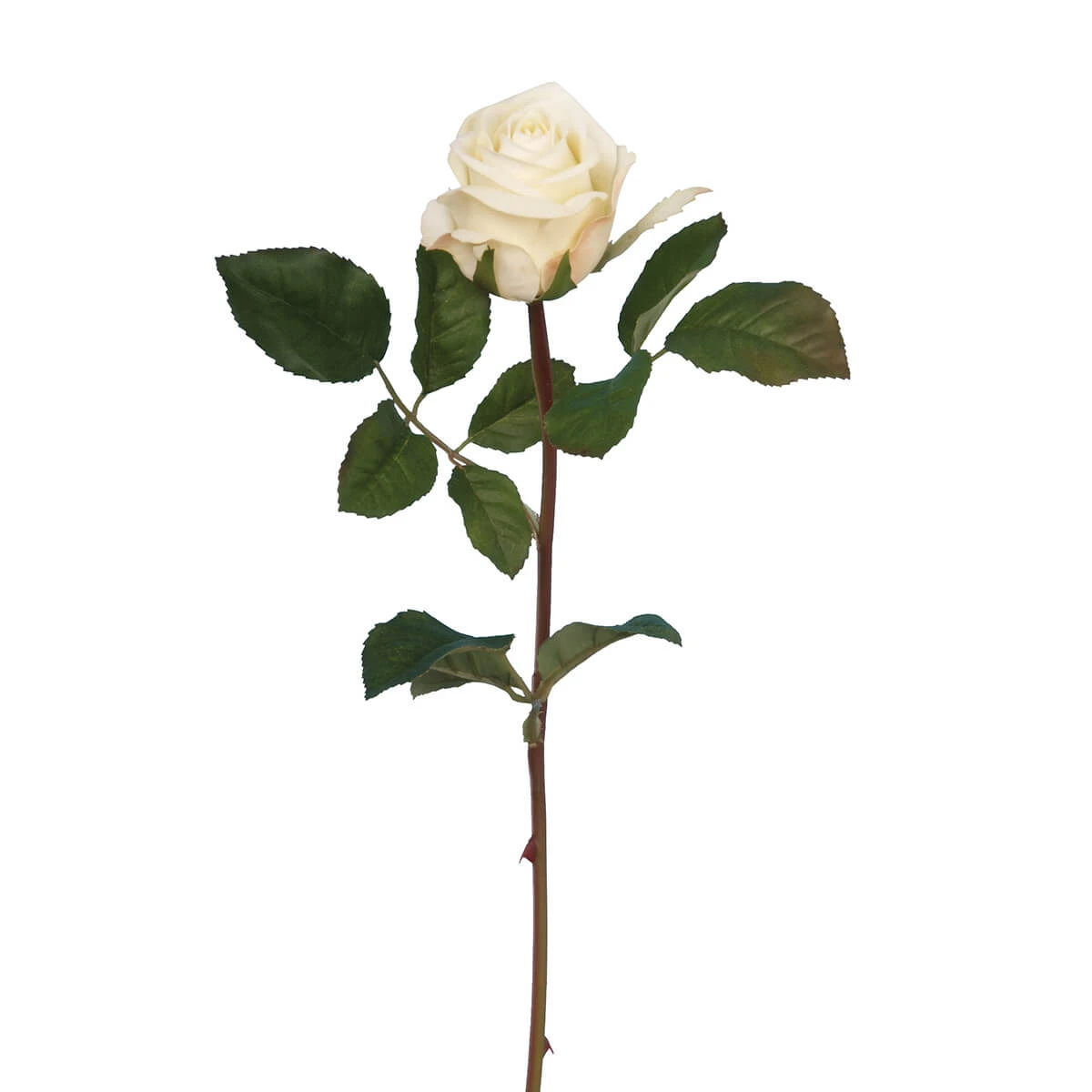 Velvet Rose Amore 3 Velvet Rose Amore