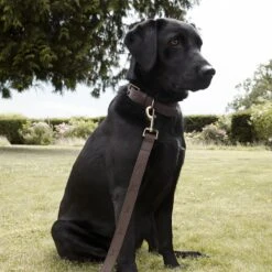 Woof Leather Dog Lead -Sophie Allport vpll32l vplc32l woof leather stamped lead and collar 7 lifestyle high res square