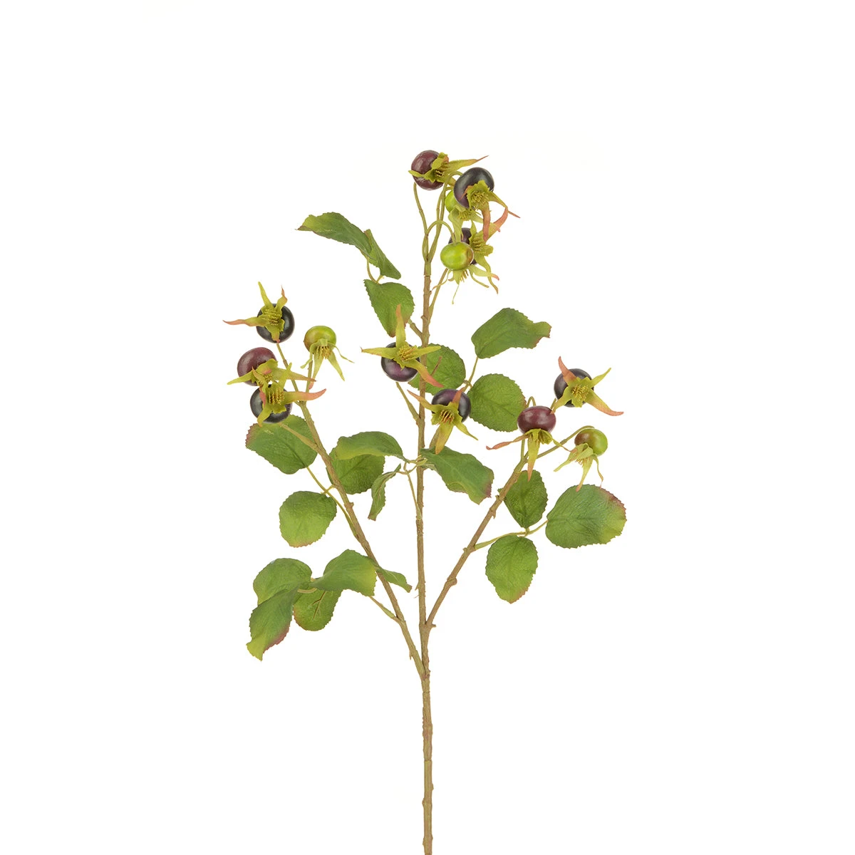 Rosehip Spray 3 Rosehip Spray